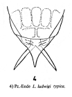 Lecane ludwigii