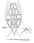 Lecane ludwigii