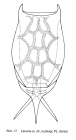 Lecane ludwigii