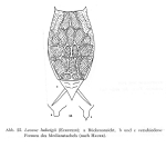 Lecane ludwigii