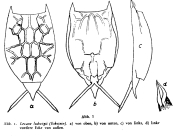 Lecane ludwigii