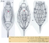 Lecane ludwigii