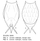 Lecane ludwigii