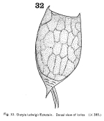 Lecane ludwigii