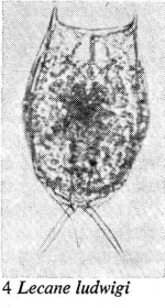 Lecane ludwigii