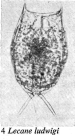 Lecane ludwigii