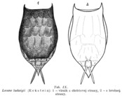 Lecane ludwigii