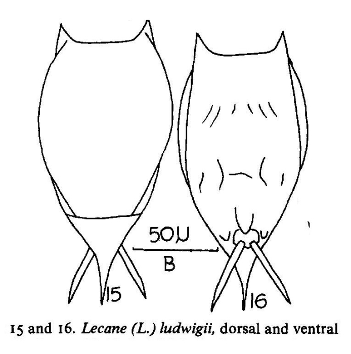 Lecane ludwigii
