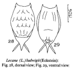 Lecane ludwigii