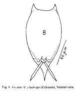 Lecane ludwigii