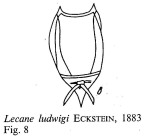 Lecane ludwigii