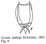 Lecane ludwigii
