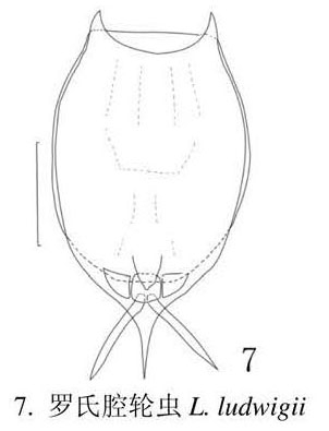 Lecane ludwigii