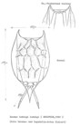 Lecane ludwigii
