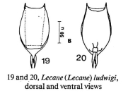 Lecane ludwigii