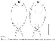 Lecane ludwigii