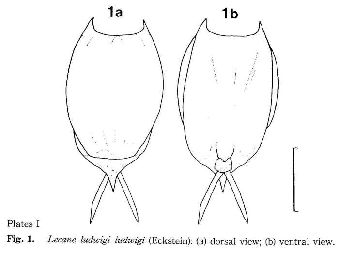 Lecane ludwigii Lecane ludwigii