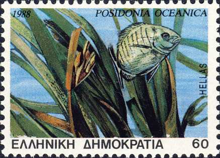 Posidonia oceanica Posidonia oceanica