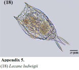 Lecane ludwigii