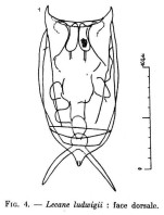 Lecane ludwigii