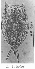Lecane ludwigii