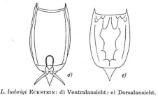 Lecane ludwigii