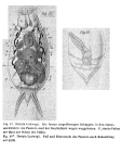 Lecane ludwigii