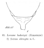 Lecane ludwigii var. abrupta - Original description image