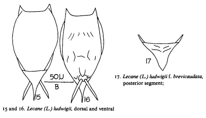 Lecane ludwigii var. brevicaudata