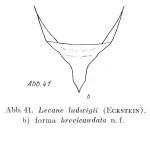 Lecane ludwigii var. brevicaudata - Original description image