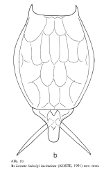 Lecane ludwigii var. lacinulata