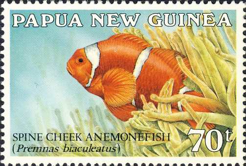 Premnas biaculeatus Premnas biaculeatus
