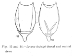 Lecane ludwigii var. lacinulata