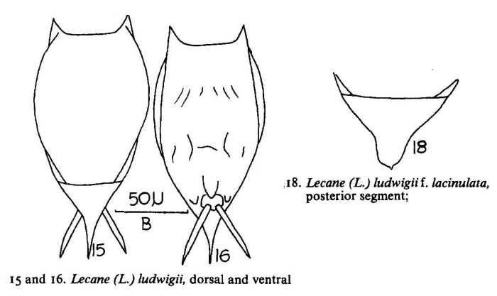 Lecane ludwigii var. lacinulata Lecane ludwigii var. lacinulata