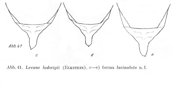 Lecane ludwigii var. lacinulata
