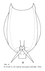 Lecane ludwigii var. laticaudata
