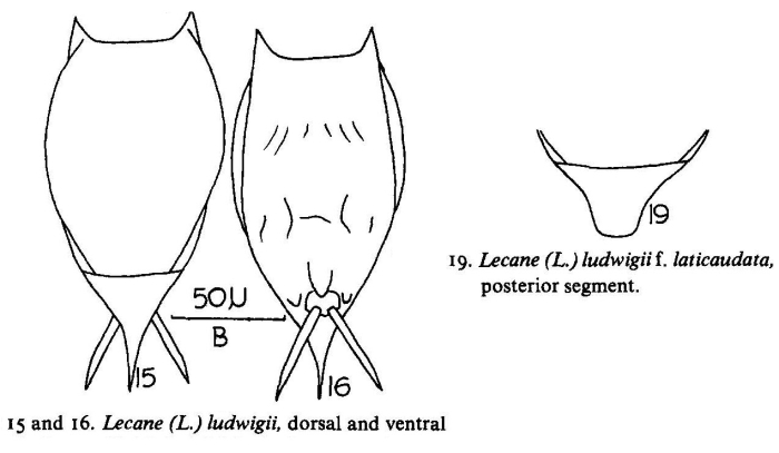 Lecane ludwigii var. laticaudata Lecane ludwigii var. laticaudata