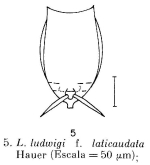 Lecane ludwigii var. laticaudata