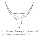 Lecane ludwigii var. laticaudata