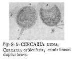 Lecane luna
