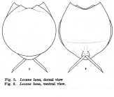 Lecane luna