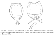 Lecane luna