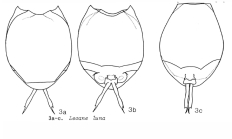 Lecane luna