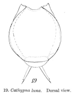 Lecane luna