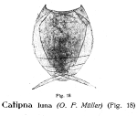 Lecane luna