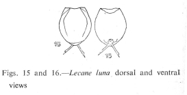 Lecane luna