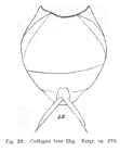 Lecane luna
