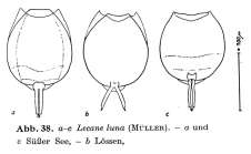 Lecane luna
