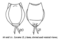 Lecane luna