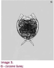 Lecane luna